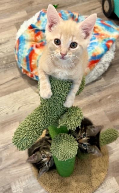 Enlarge Chevy, a Adopted Domestic Short Hair in Nashville, TN image 4/5
