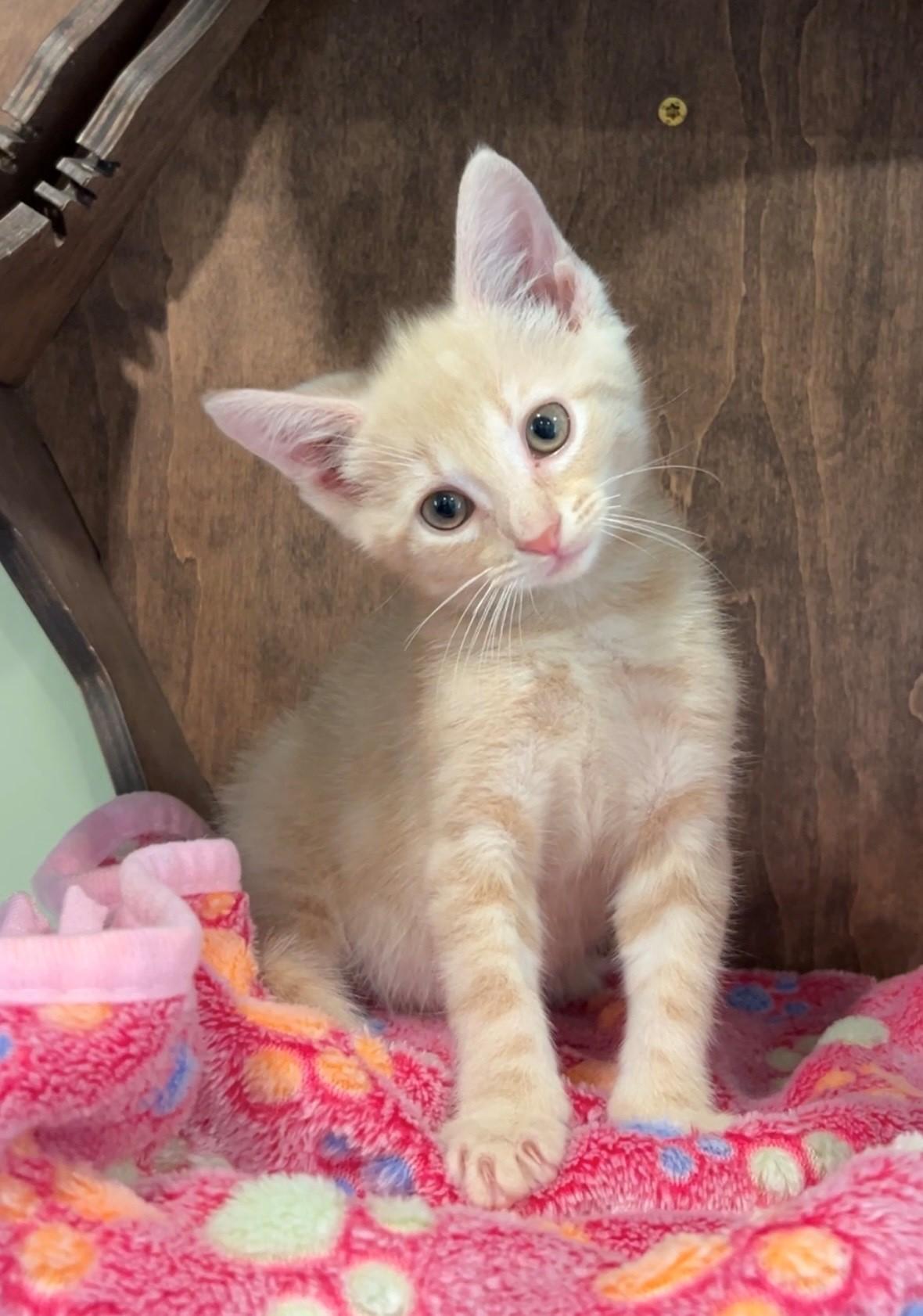 Chevy, Adopted, Kitten Male Domestic Short Hair.