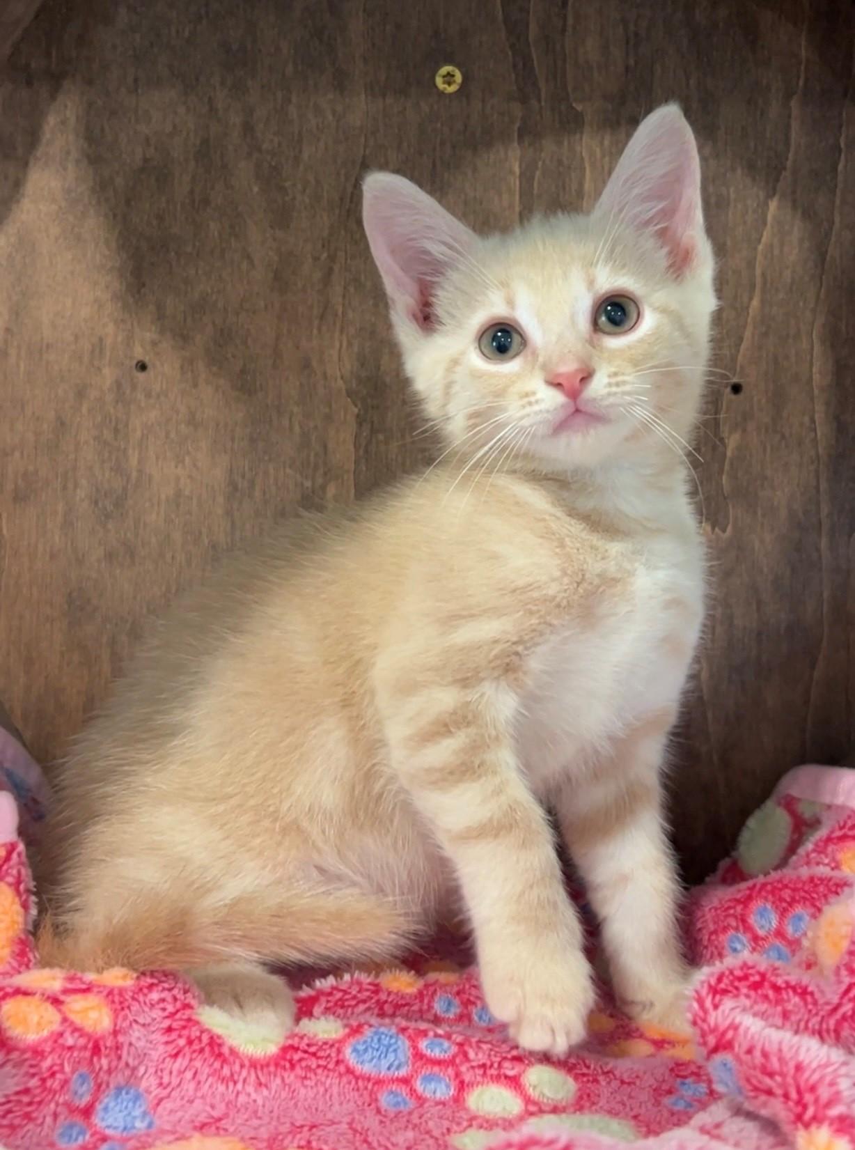 Enlarge Chevy, a Adopted Domestic Short Hair in Nashville, TN image 3/5