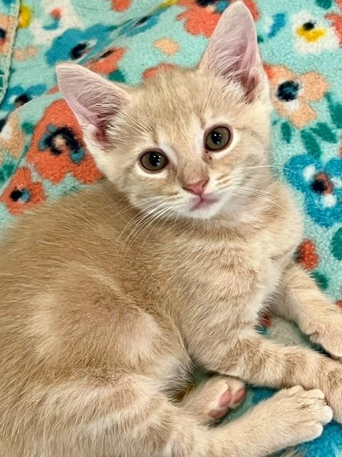 Enlarge Chevy, a Adopted Domestic Short Hair in Nashville, TN image 5/5