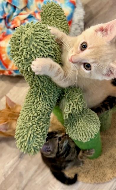 Enlarge Chevy, a Adopted Domestic Short Hair in Nashville, TN image 2/5