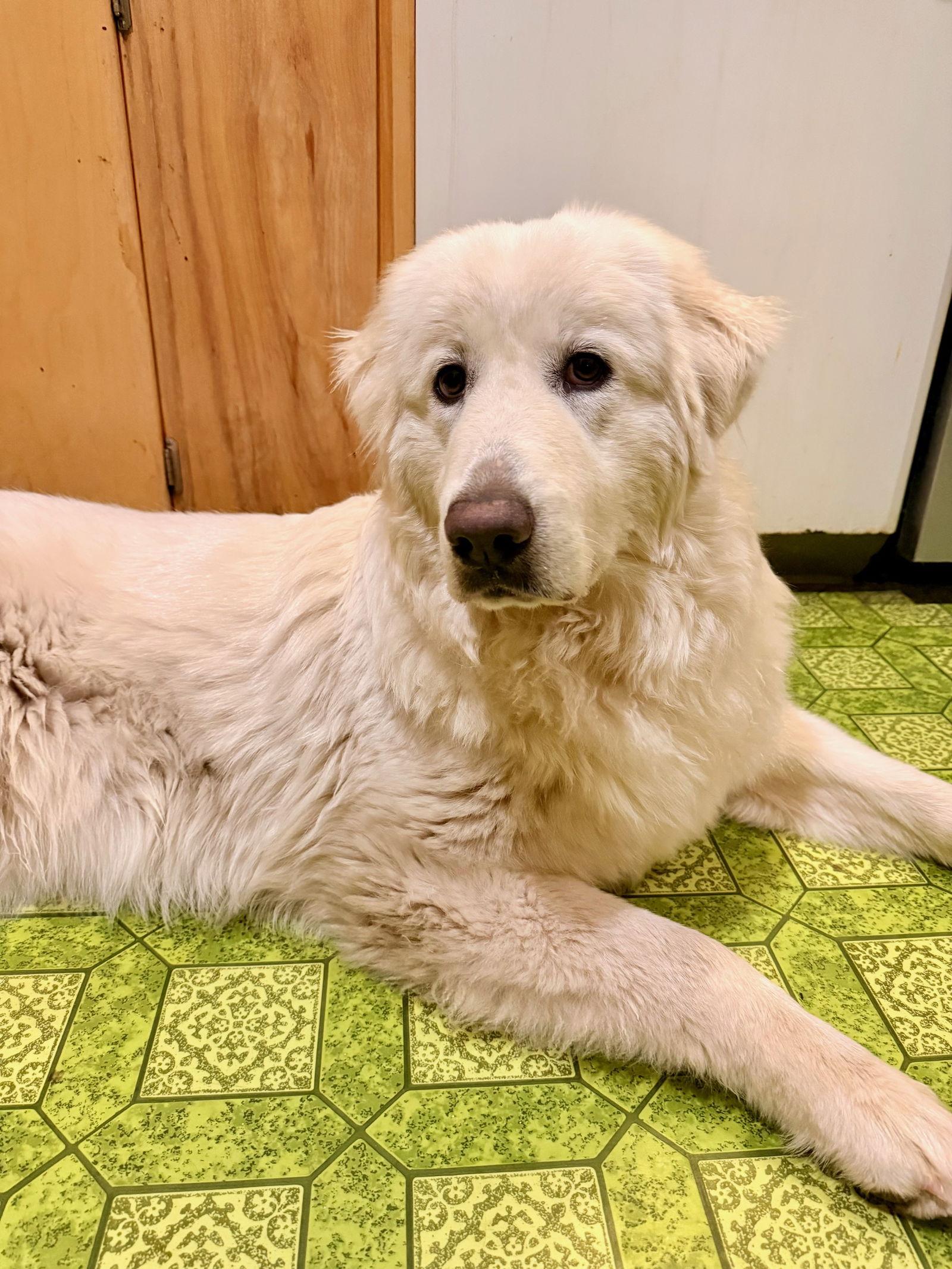 Dixie, a Adopted Great Pyrenees in Bend, OR image 1/3