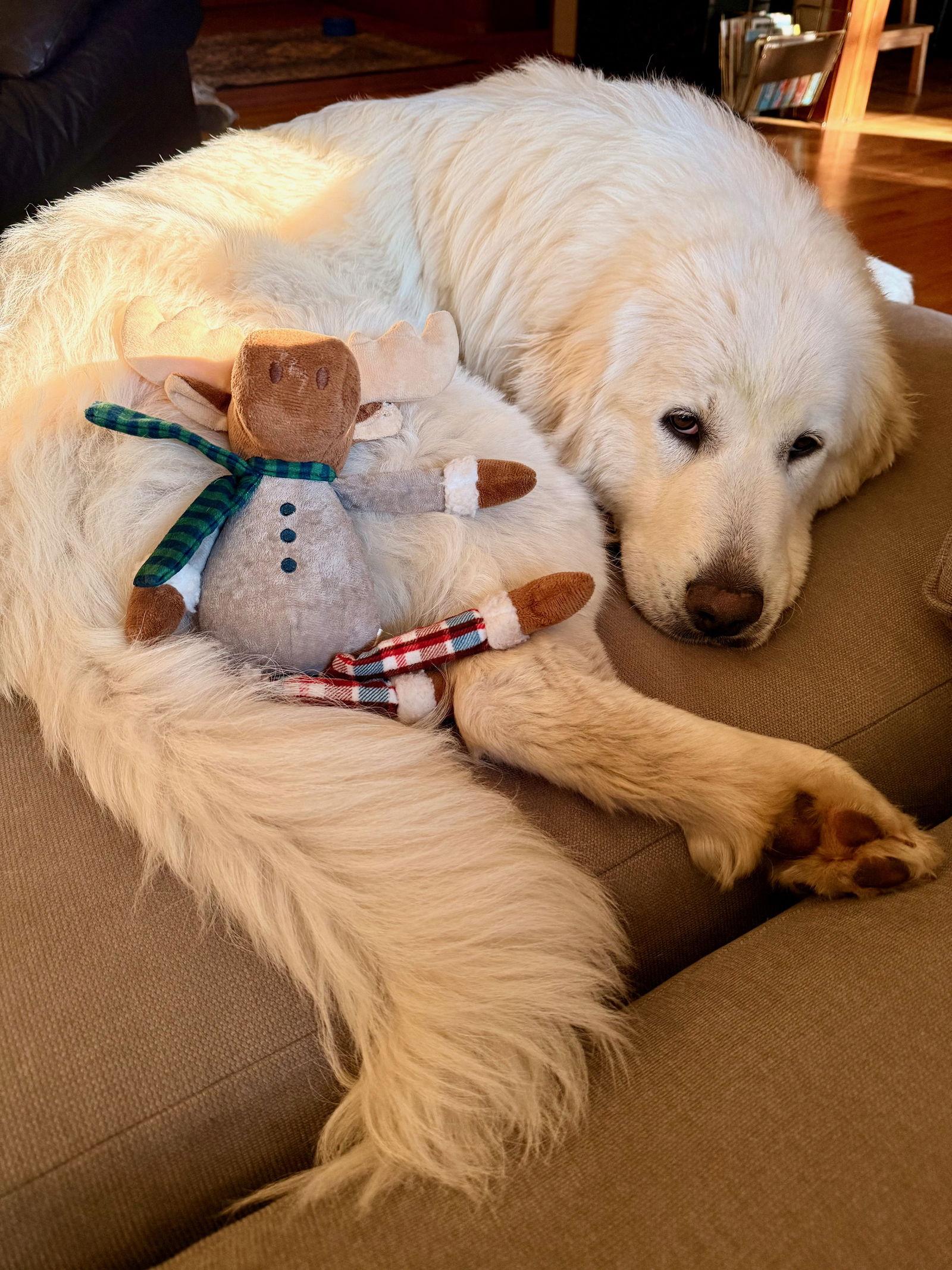 Dixie, a Adopted Great Pyrenees in Bend, OR image 2/3