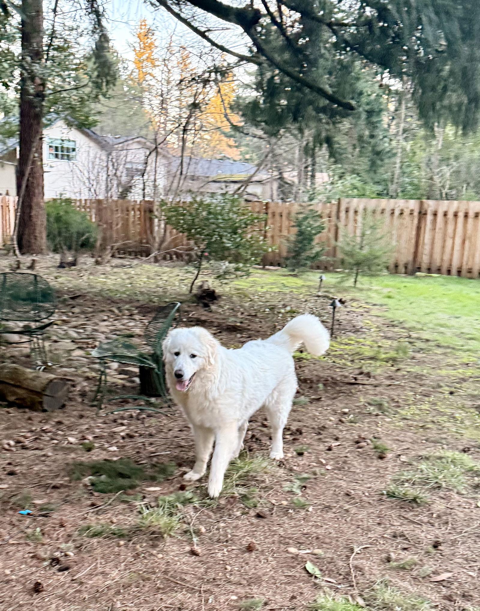 Dixie, a Adopted Great Pyrenees in Bend, OR image 3/3