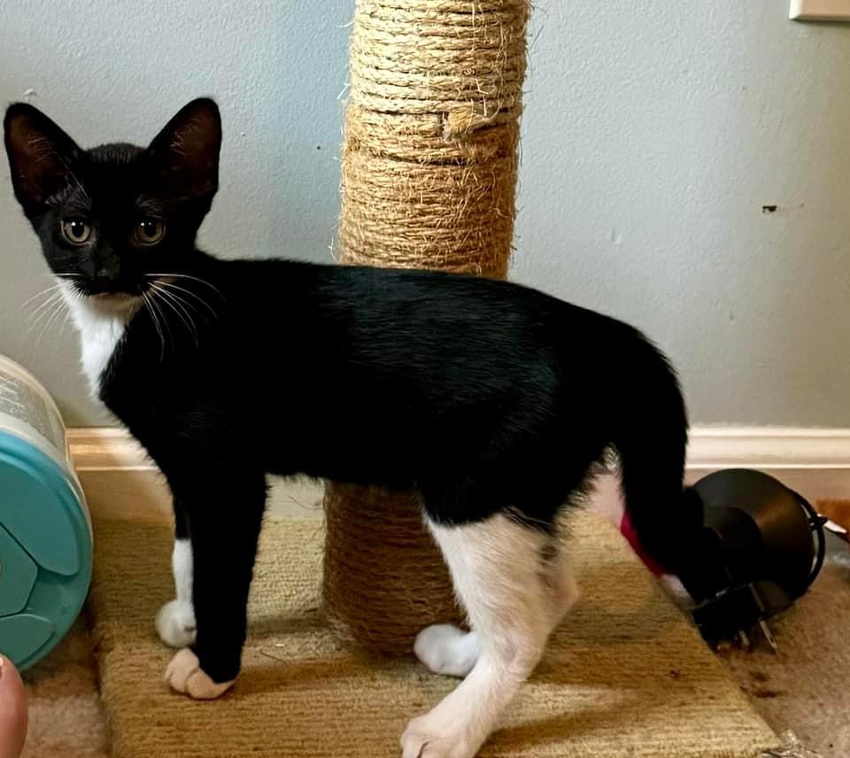 Coco Belle, an adoptable Domestic Short Hair in Jacksonville, FL, 32206 | Photo Image 2