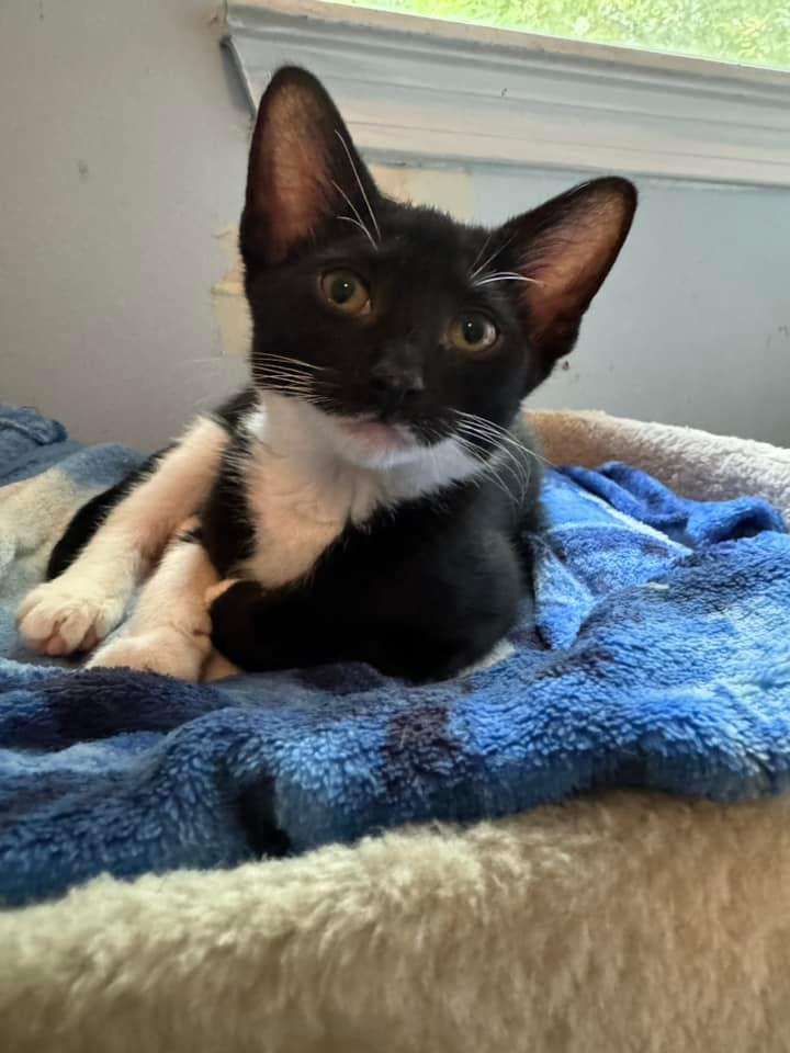 Coco Belle, an adoptable Domestic Short Hair in Jacksonville, FL, 32206 | Photo Image 3