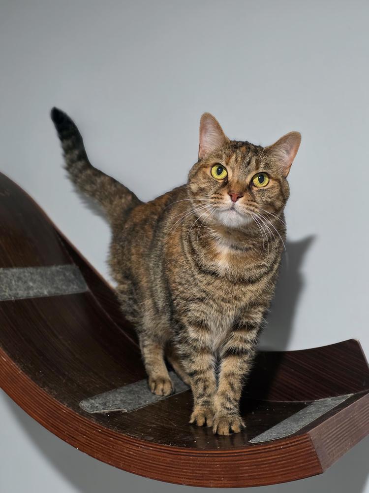 Vee, Adoptable, Adult Female Domestic Short Hair.