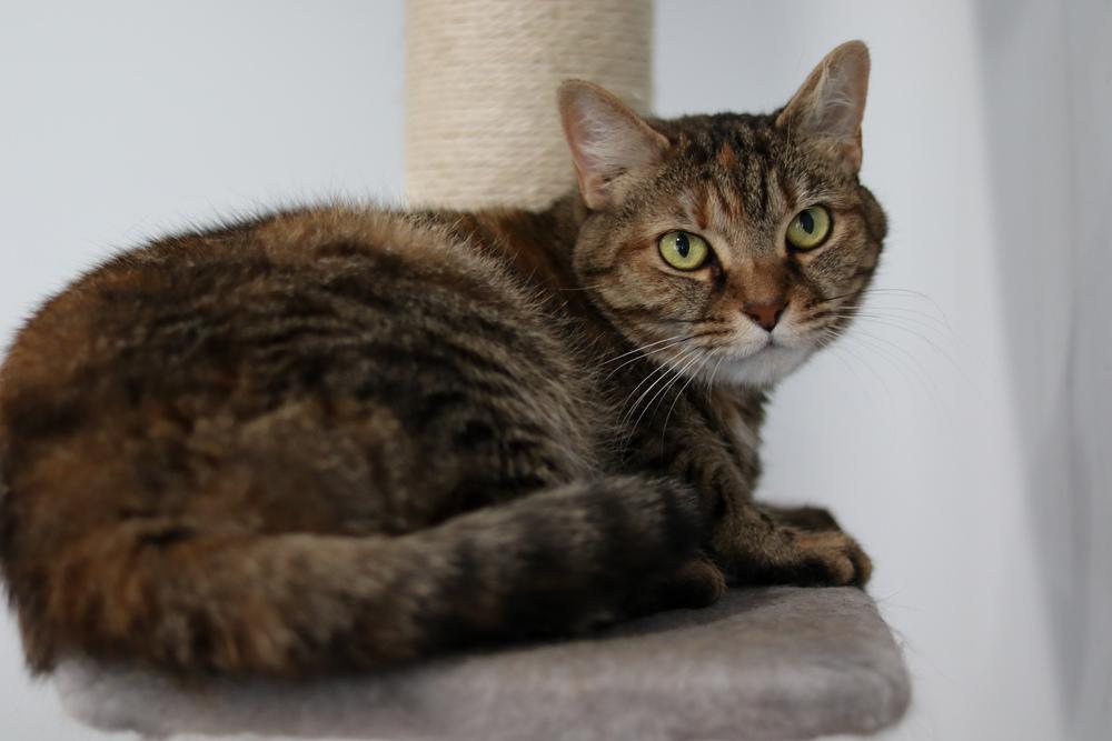 Enlarge Vee, a Adoptable Domestic Short Hair in Lewisburg, TN image 2/2