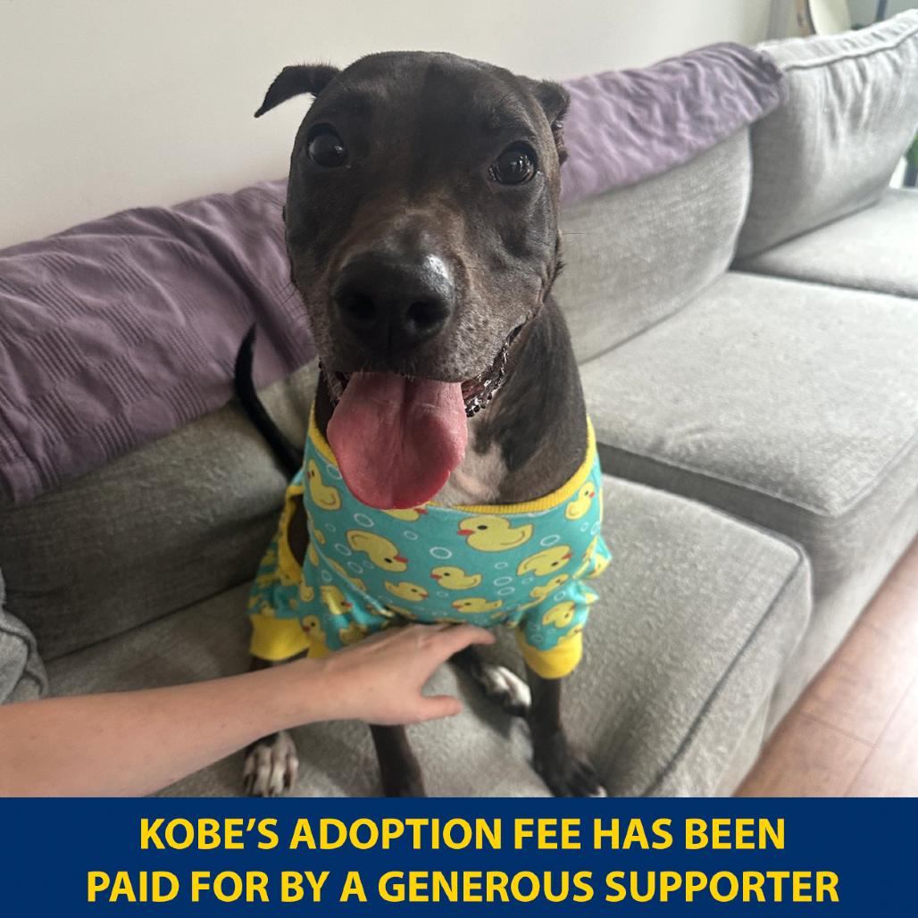 Kobe, Adoptable, Senior Male Mixed Breed & Mixed Breed.