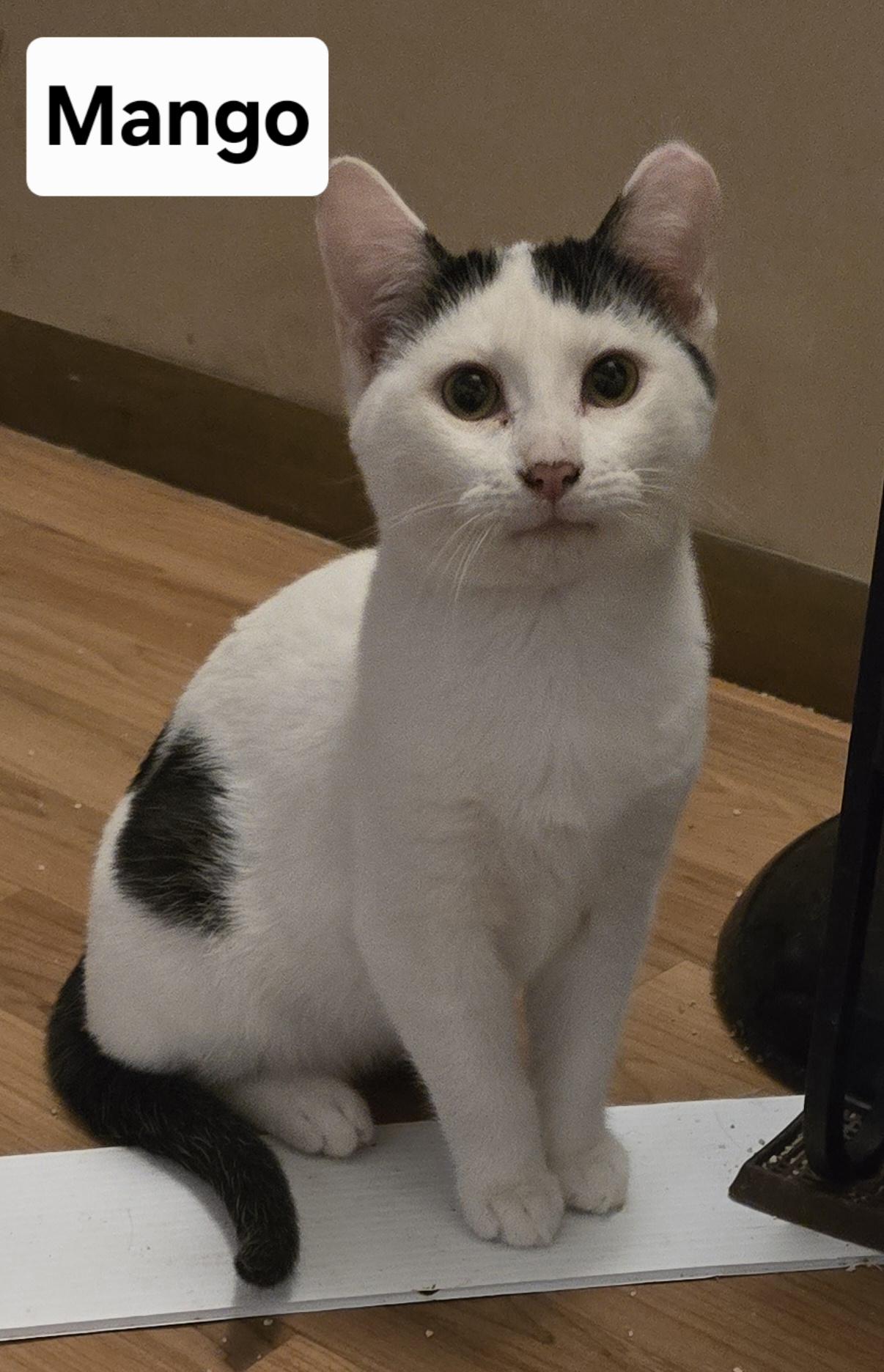 Mango, Adoptable, Young Male Domestic Short Hair.