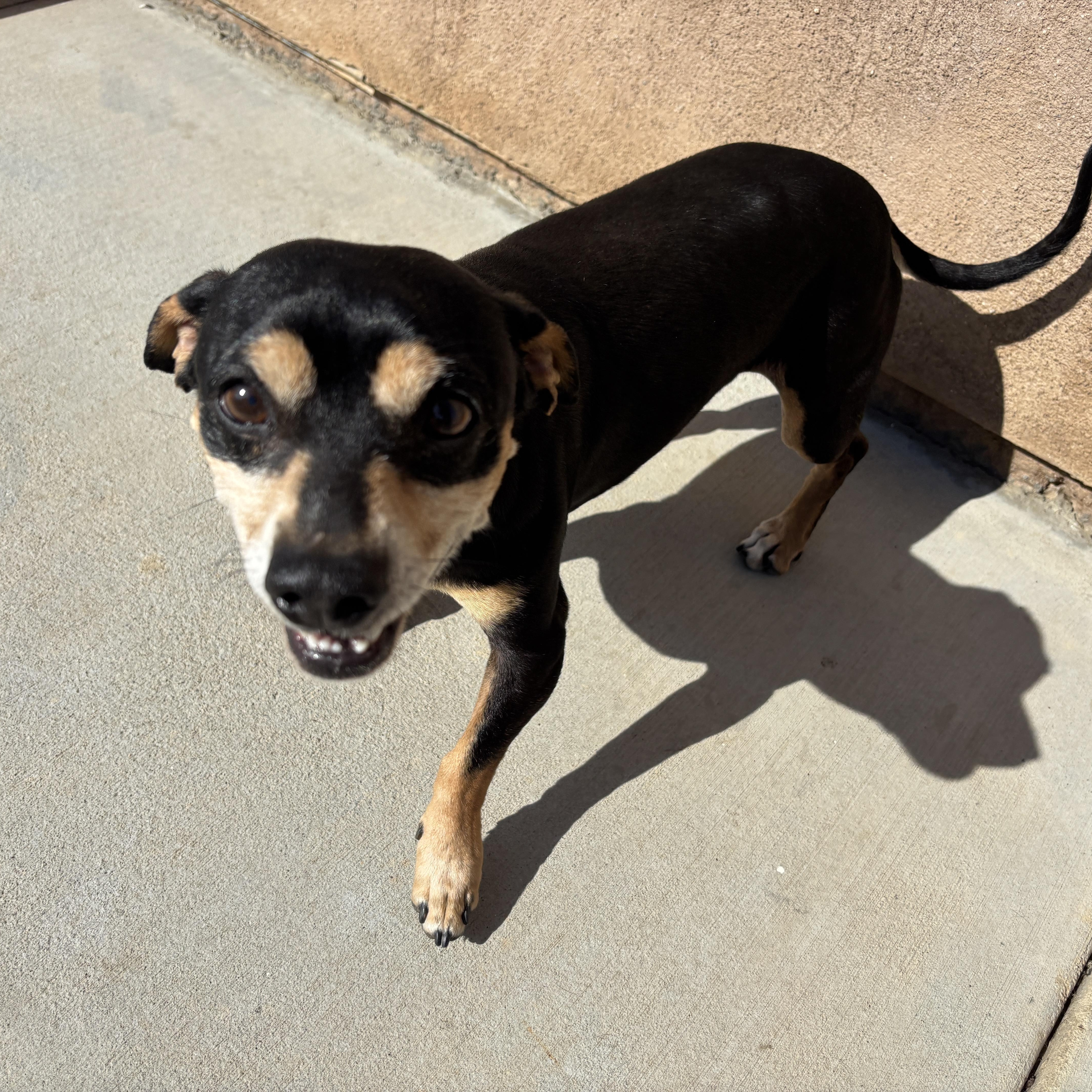 Buddy - available for adoption