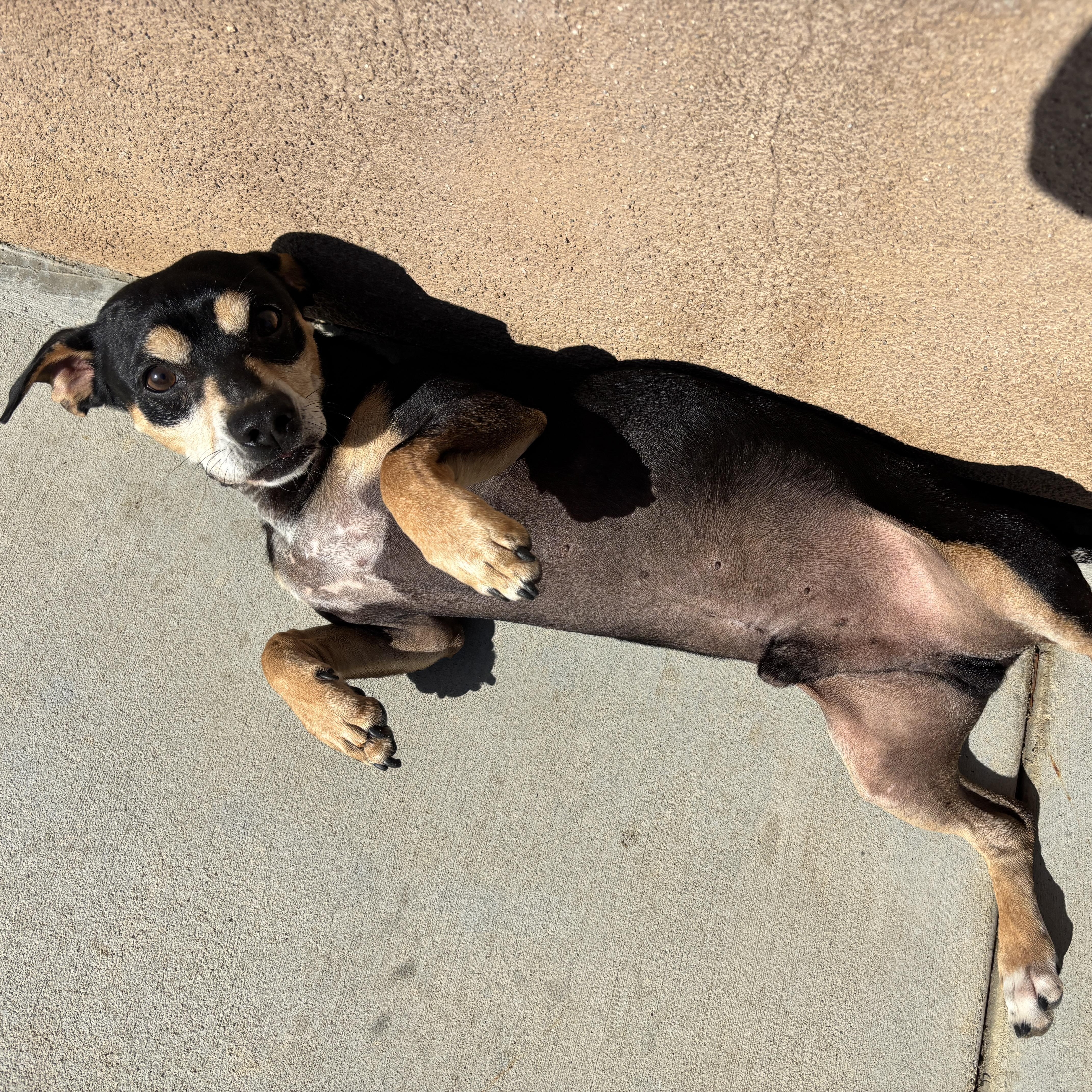 Buddy - available for adoption