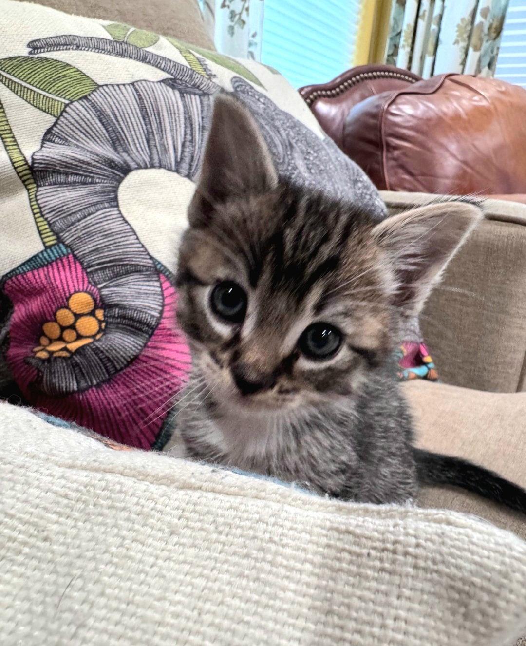 Enlarge Codey, a Adoptable Tabby in Campbell, CA image 1/1