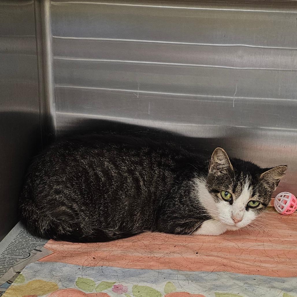 Julie, Adoptable, Senior Female Domestic Short Hair.