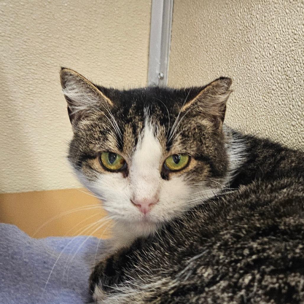 Julie, a Adoptable Domestic Short Hair in Concord, NC image 2/2