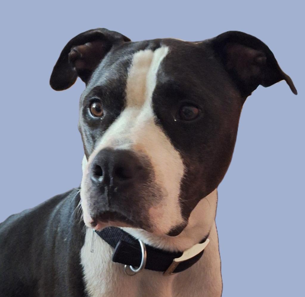 Donnie, Adoptable, Young Male Mixed Breed & Pit Bull Terrier.