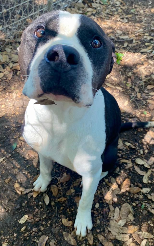 Donnie, Adoptable, Young Male Mixed Breed & Pit Bull Terrier.