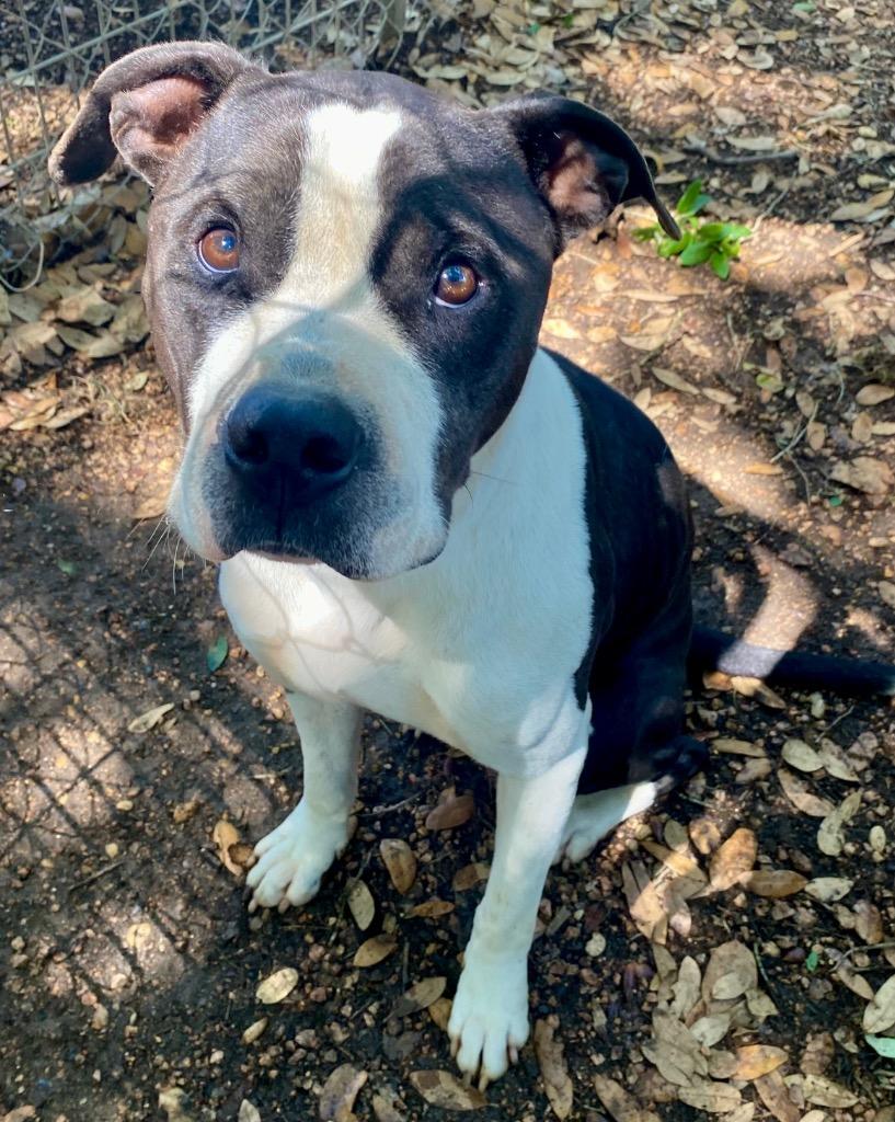 Enlarge Donnie, a Adoptable mixed breed in Lockhart, TX image 2/5