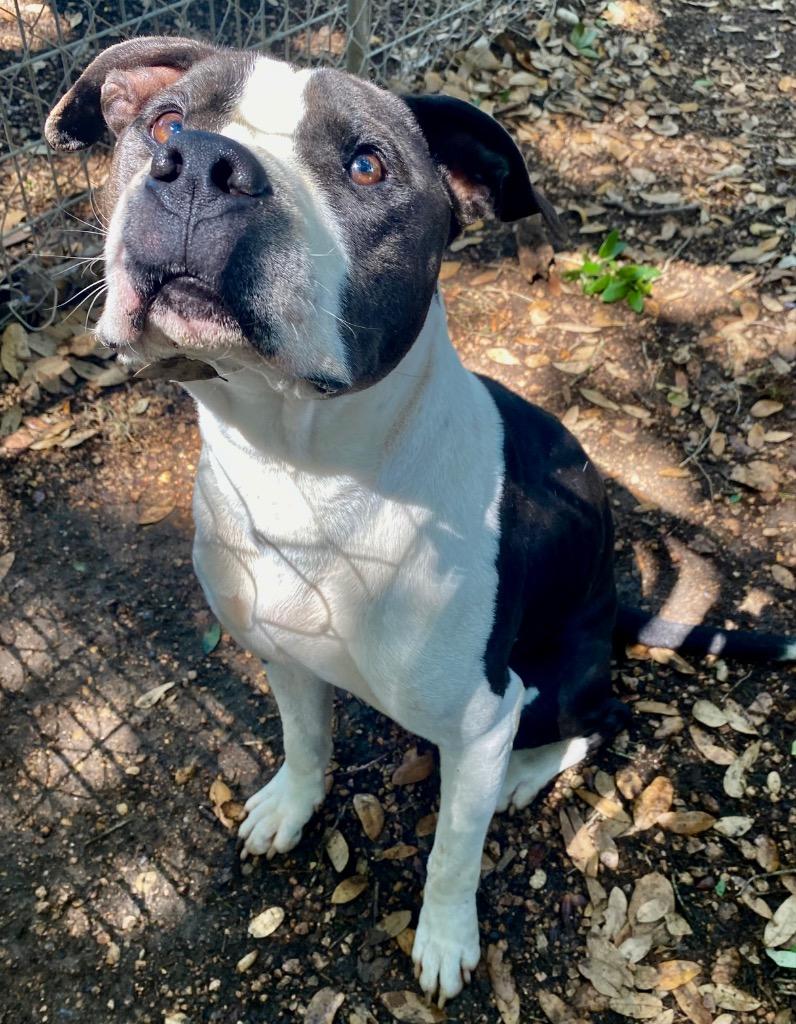 Enlarge Donnie, a Adoptable mixed breed in Lockhart, TX image 3/5