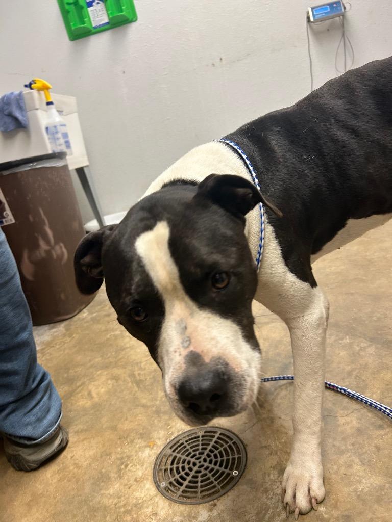 Enlarge Donnie, a Adoptable mixed breed in Lockhart, TX image 4/5