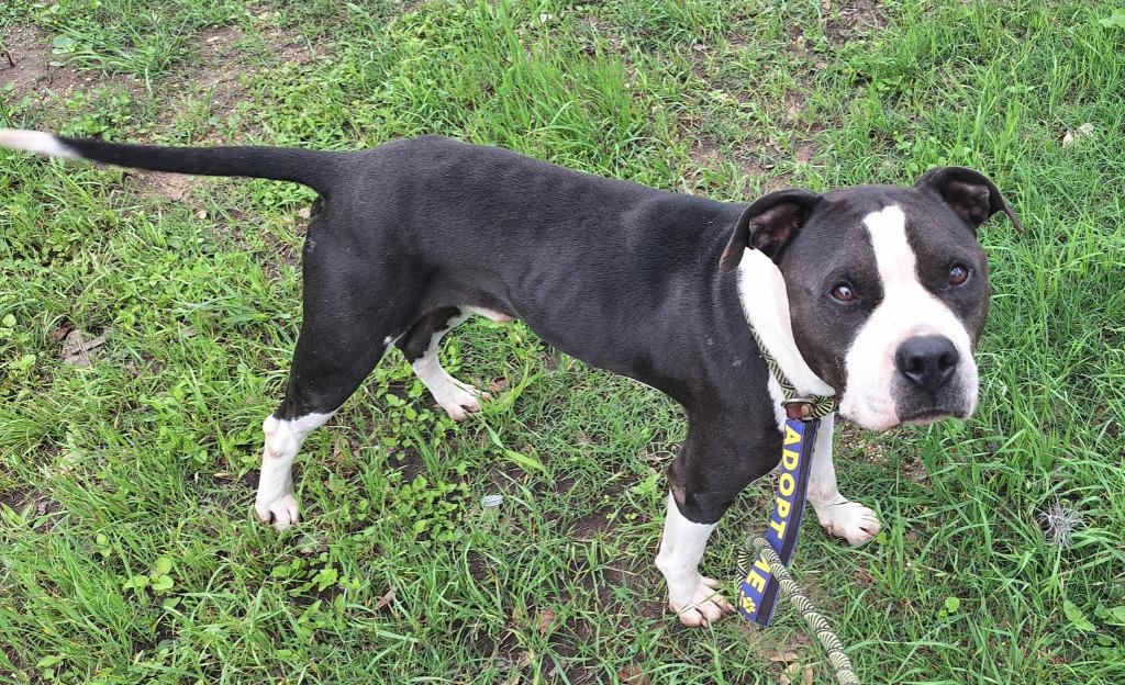 Enlarge Donnie, a Adoptable mixed breed in Lockhart, TX image 5/5