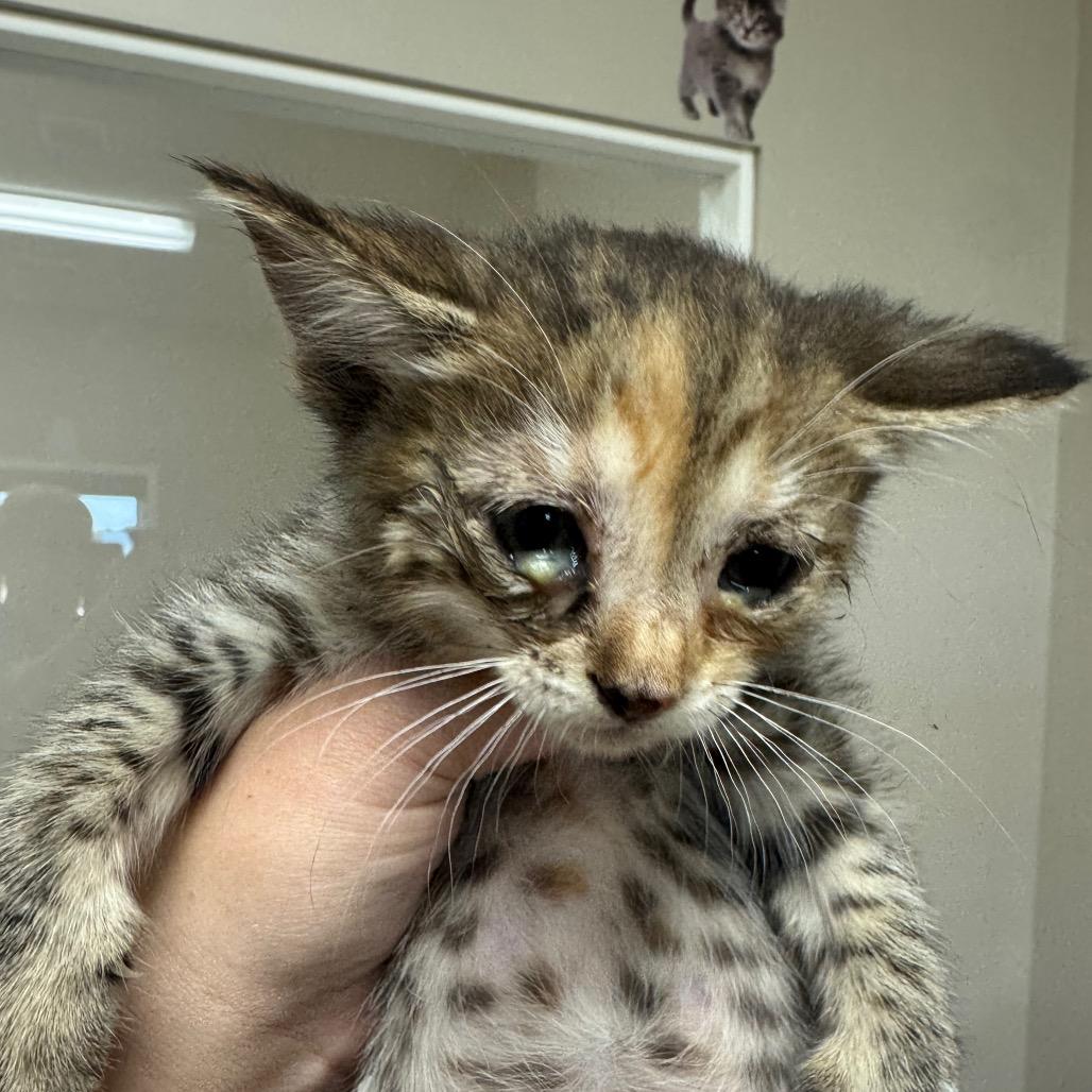 Milo, Adoptable, Kitten Female Domestic Short Hair.