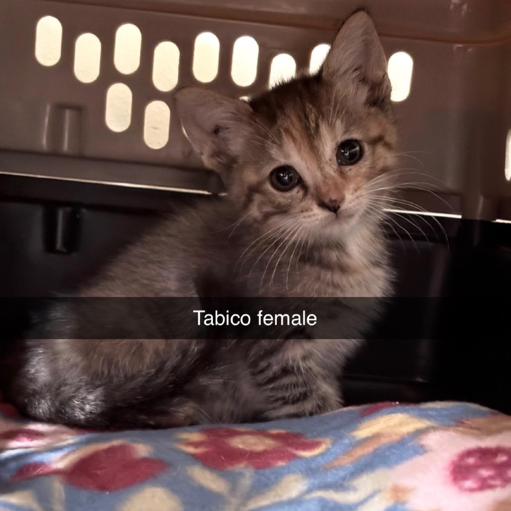 Milo, a Adoptable Domestic Short Hair in Shelbyville, IL image 2/2