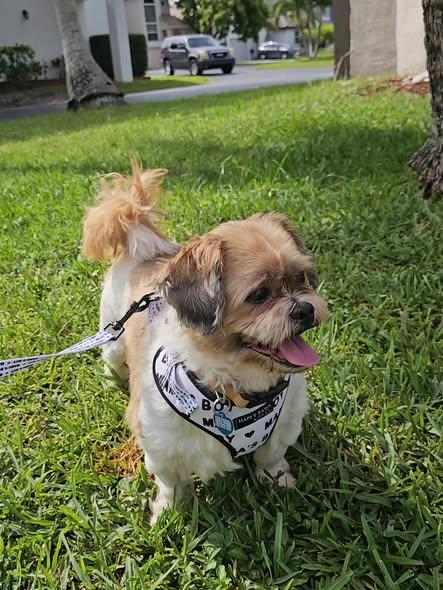 Simba, an adopted mixed breed in Miami, FL image 2/3