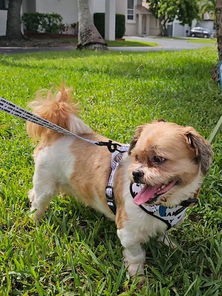 Simba, an adopted mixed breed in Miami, FL image 3/3