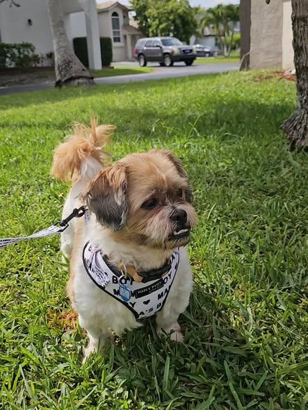 Simba, adopted, Adult Male Shih poo & Poodle.