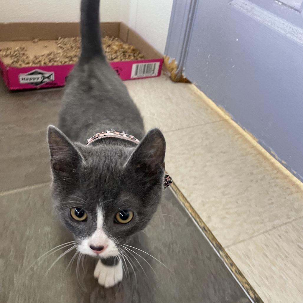 Giovannie, Adoptable, Kitten Male Domestic Short Hair.