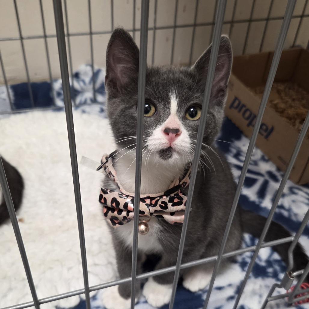 Giovannie, Adoptable, Kitten Male Domestic Short Hair.