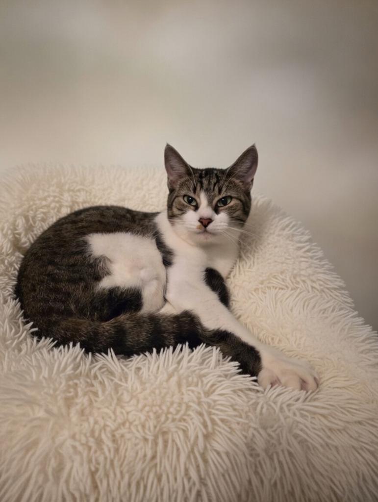 Enlarge Azula, a Adoptable Domestic Short Hair in Fort Myers, FL image 2/5