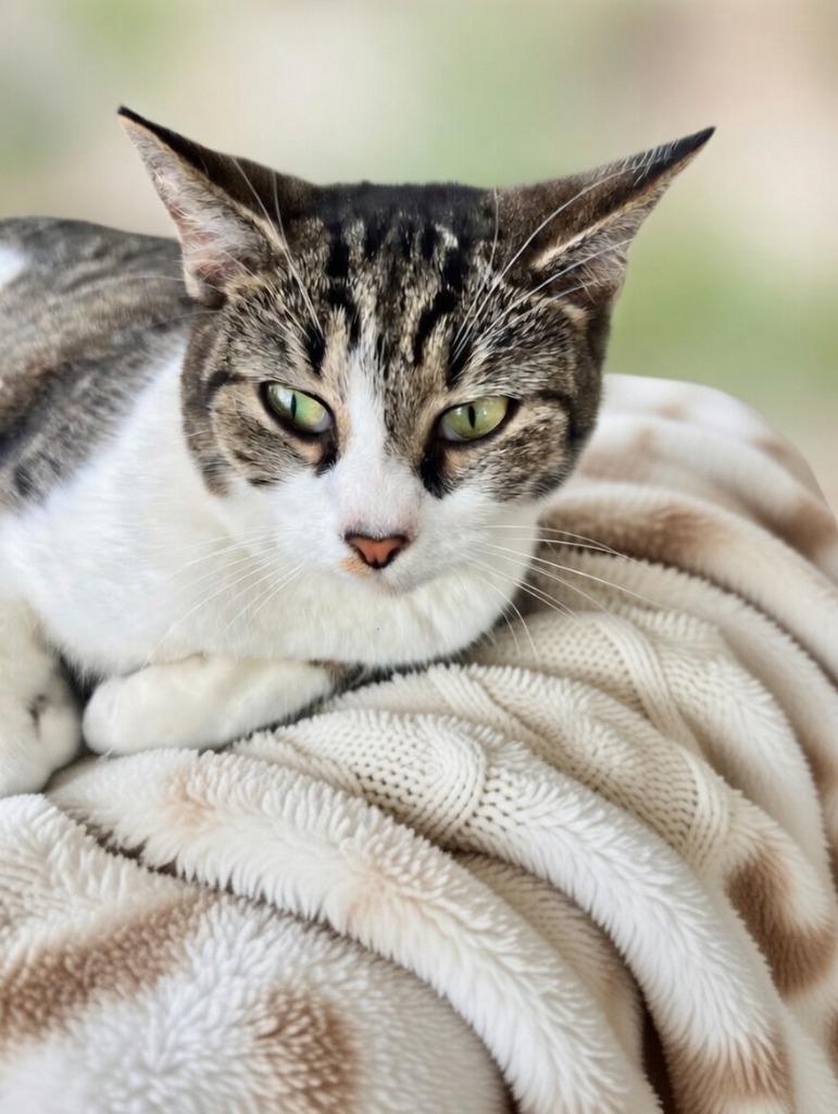 Enlarge Azula, a Adoptable Domestic Short Hair in Fort Myers, FL image 3/5