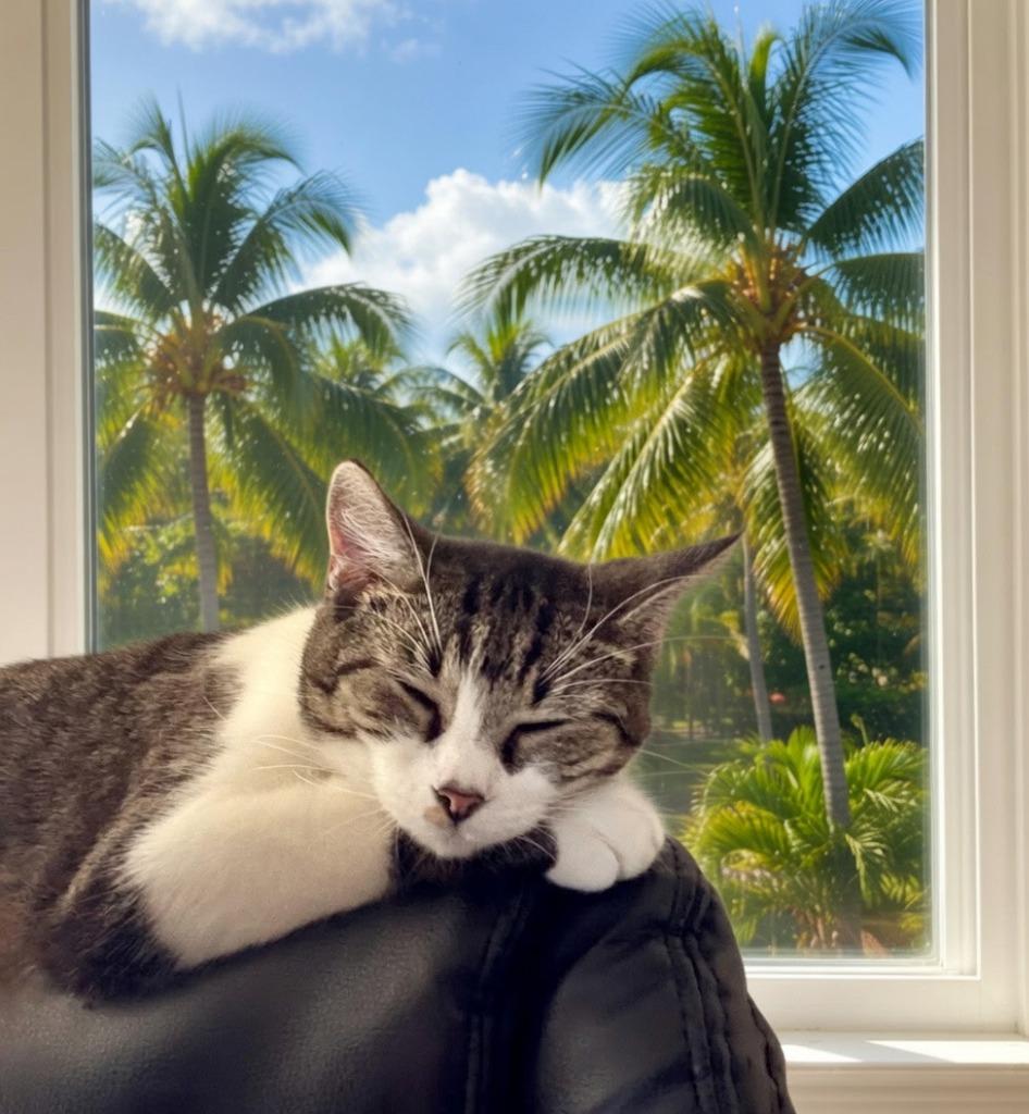 Enlarge Azula, a Adoptable Domestic Short Hair in Fort Myers, FL image 4/5