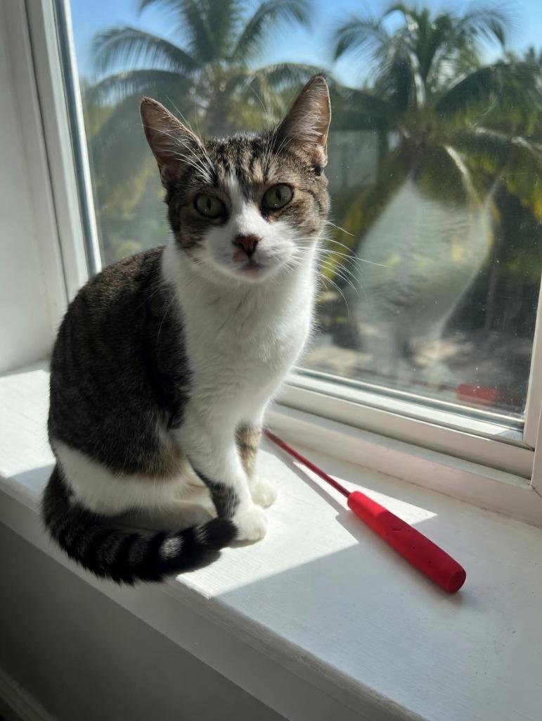 Enlarge Azula, a Adoptable Domestic Short Hair in Fort Myers, FL image 5/5