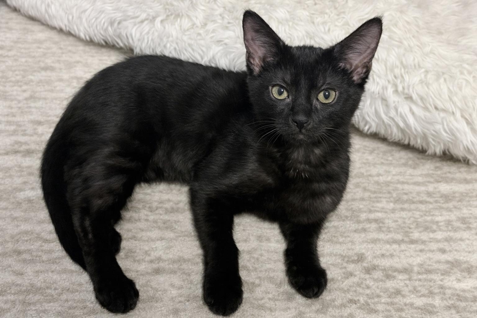 Ralph, adoptable, Kitten Male Domestic Short Hair.
