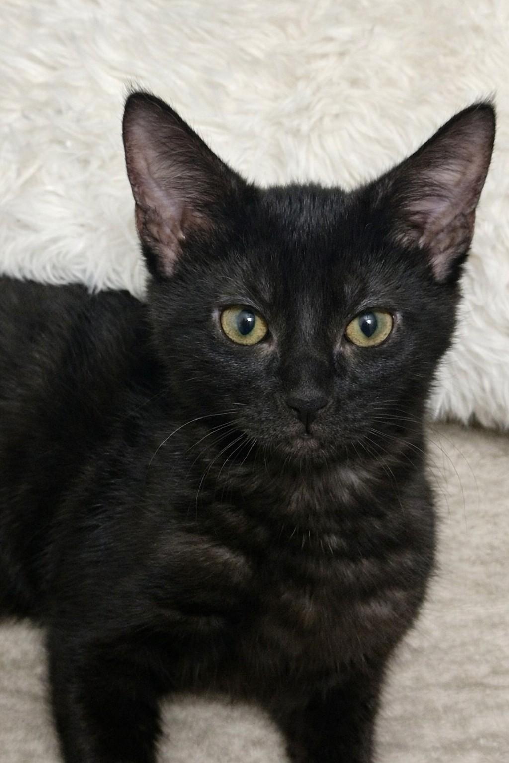 Ralph, an adoptable Domestic Short Hair in Grove City, OH image 2/2