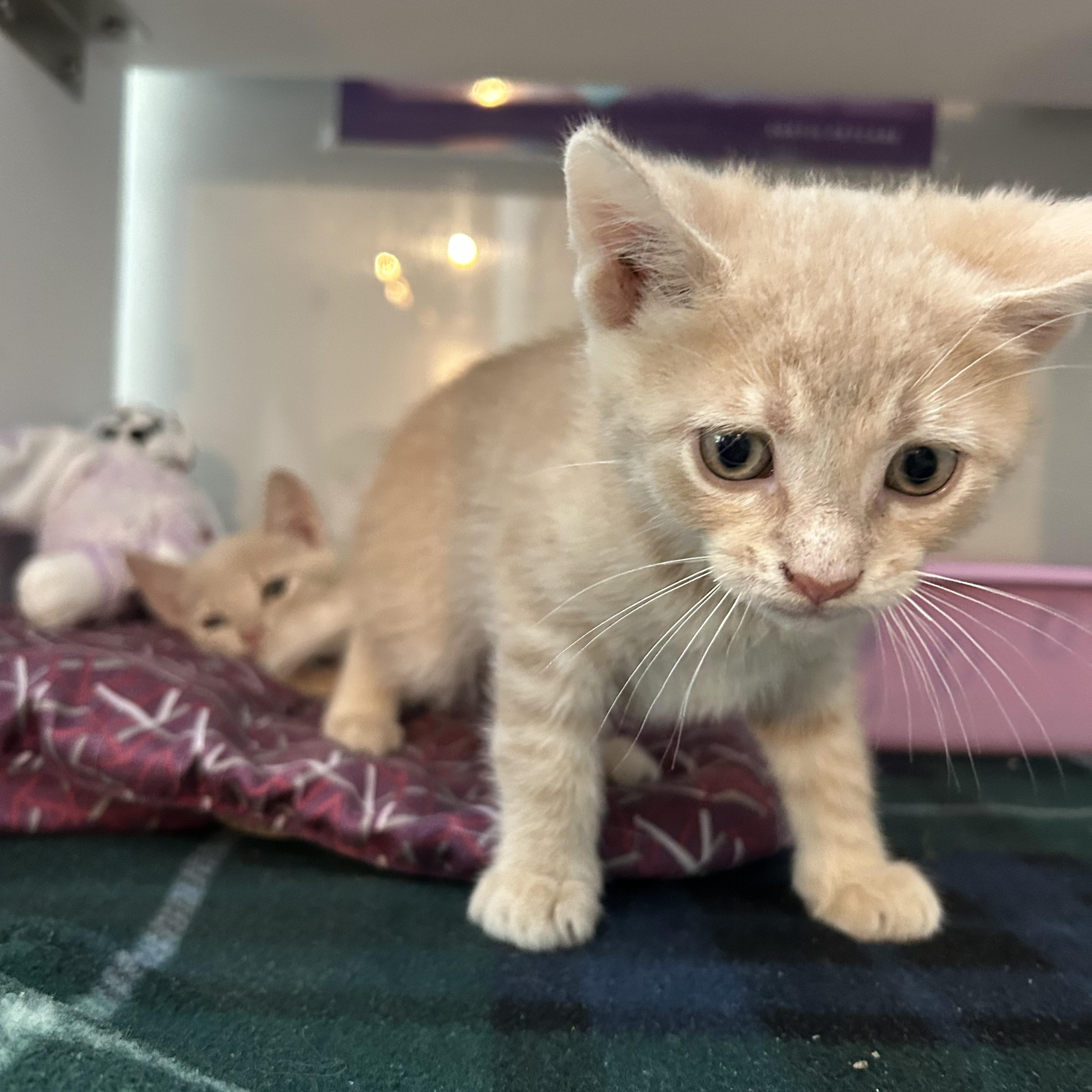 Enlarge Bert, a Adopted Domestic Short Hair in Seymour, TN image 2/5