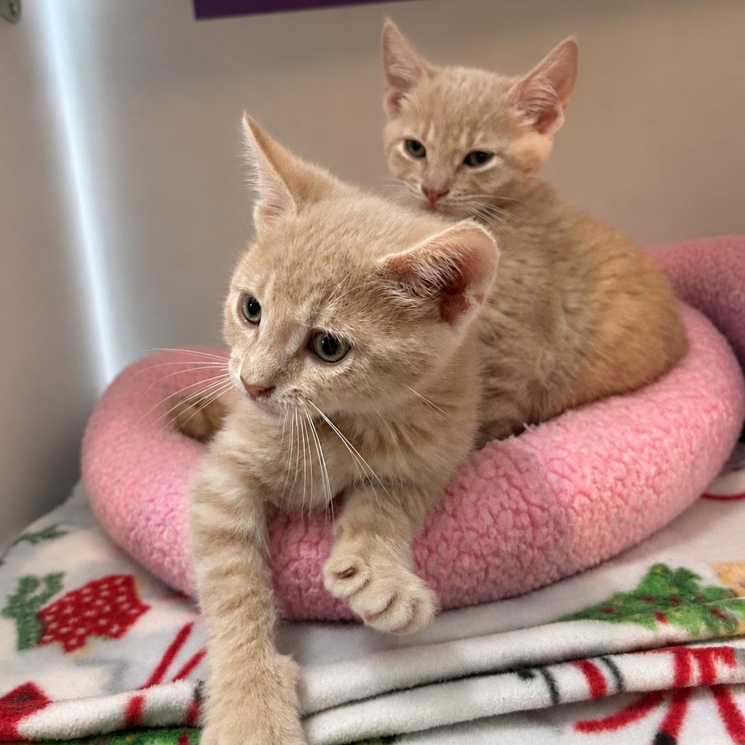 Enlarge Bert, a Adopted Domestic Short Hair in Seymour, TN image 3/5