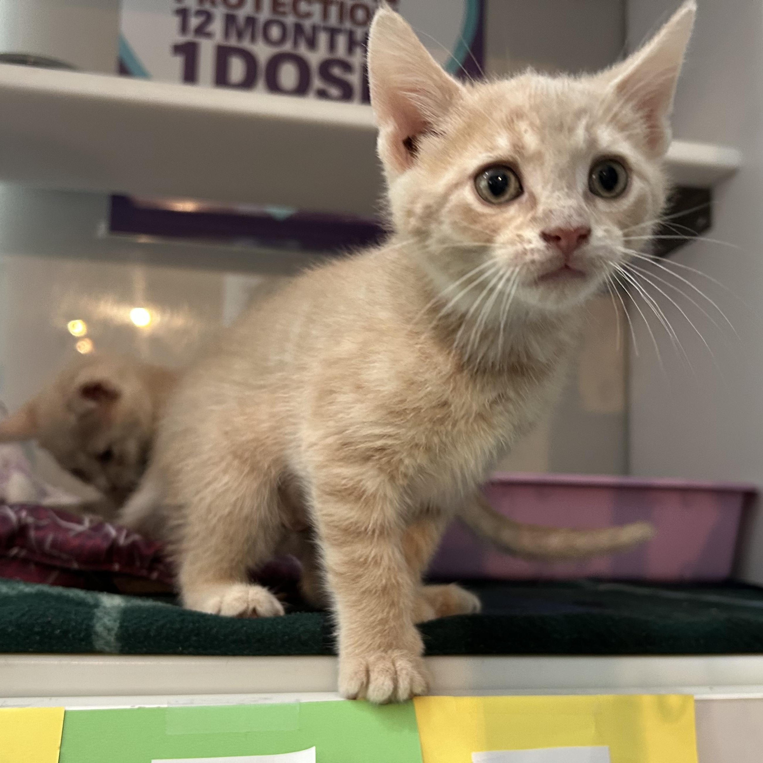 Enlarge Bert, a Adopted Domestic Short Hair in Seymour, TN image 1/5