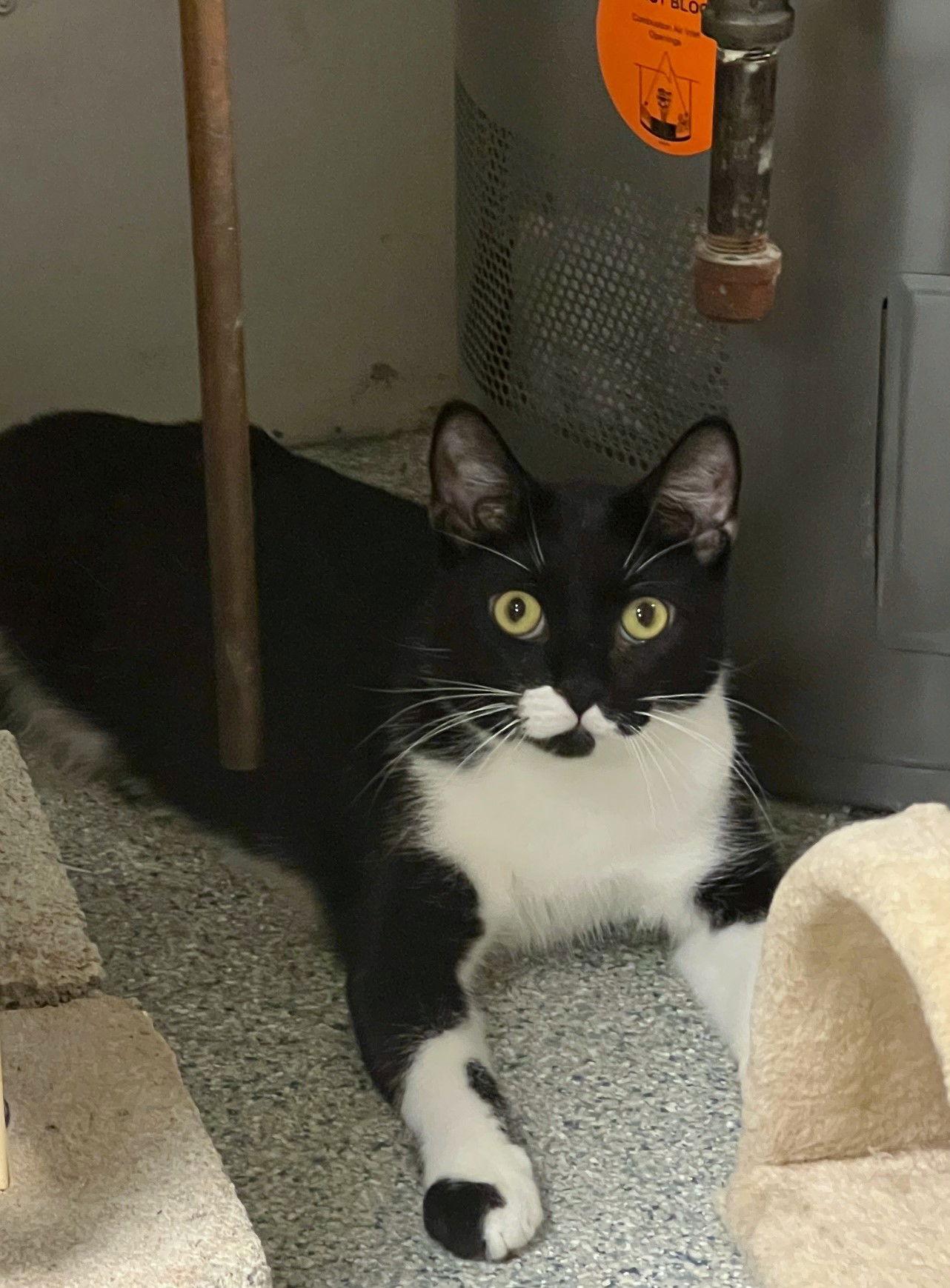 Enlarge Cosmo, a Adoptable mixed breed in Ringwood, NJ image 1/3