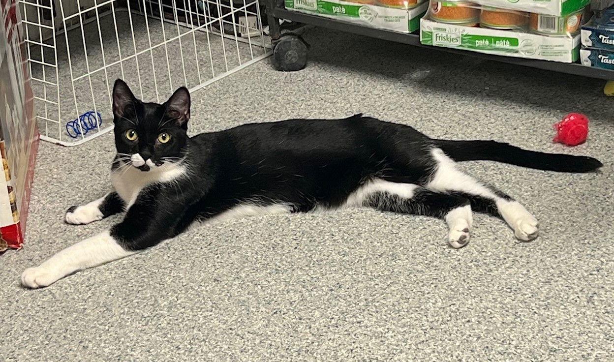 Enlarge Cosmo, a Adoptable mixed breed in Ringwood, NJ image 3/3