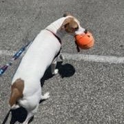 Max- courtesy post, adopted, Adult Male Jack Russell Terrier.