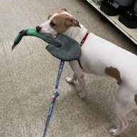 Enlarge Max- courtesy post, an adopted Jack Russell Terrier in Grafton, OH image 2/6