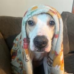 Enlarge Max- courtesy post, an adopted Jack Russell Terrier in Grafton, OH image 3/6