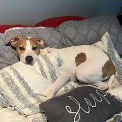 Enlarge Max- courtesy post, an adopted Jack Russell Terrier in Grafton, OH image 6/6