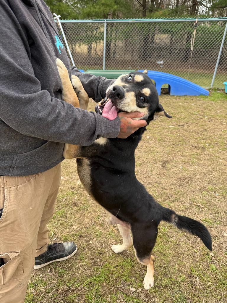 Rock Star, Adoptable, Young Male Mixed Breed.