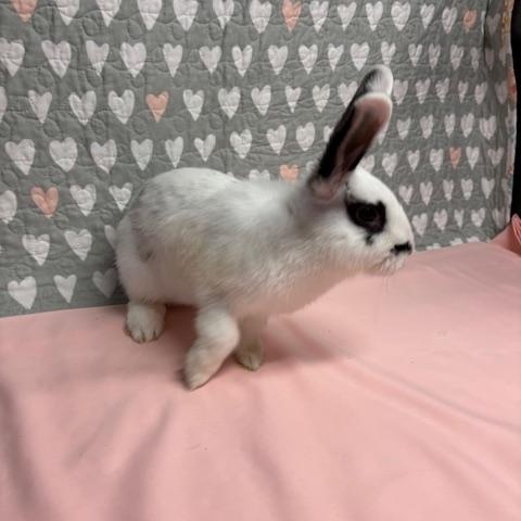 Enlarge MANGO (YOUNG SPAYED FEMALE) FOSTER OR ADOPTER NEEDED, an adoptable Hotot in Forest Hills, NY image 6/6