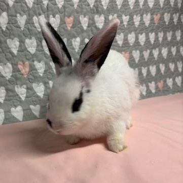 Enlarge MANGO (YOUNG SPAYED FEMALE) FOSTER OR ADOPTER NEEDED, an adoptable Hotot in Forest Hills, NY image 3/6